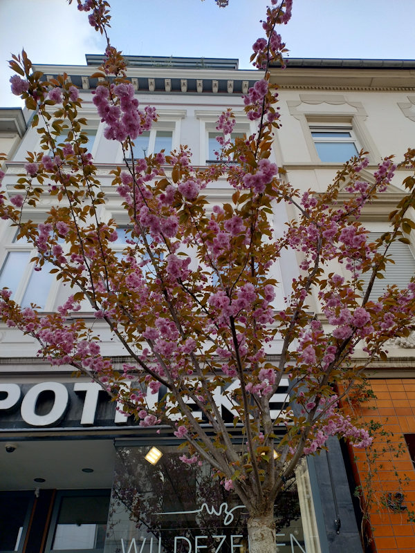 Kirschblüte Bonn Breite Straße 03.04.2026 Blühstatus im Detail