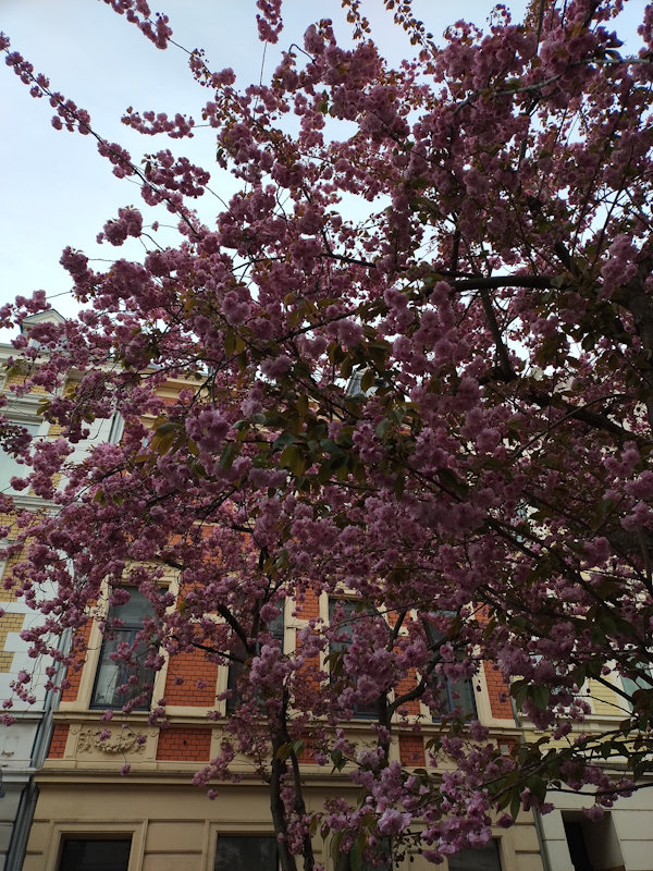 Kirschblüte Bonn Breite Straße 05.04.2026 Blühstatus im Detail