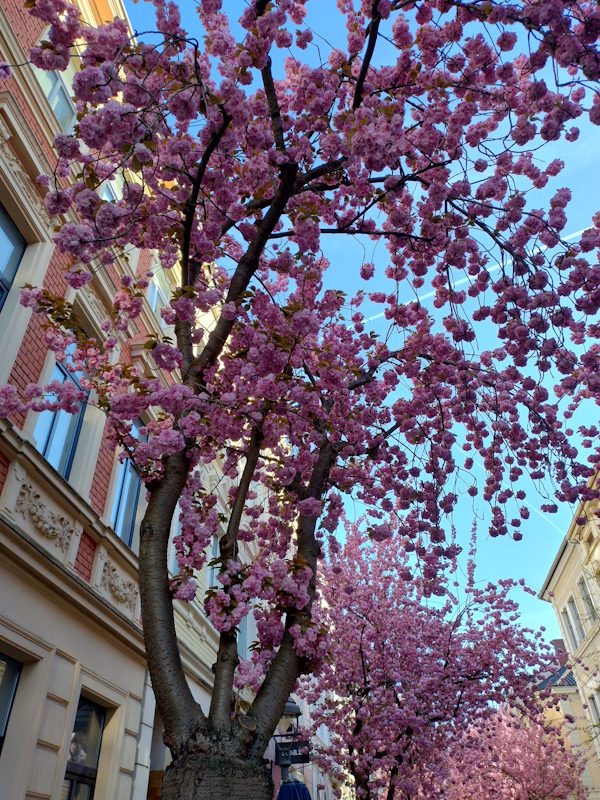 Kirschblüte Bonn Breite Straße 07.04.2026 Blühstatus im Detail