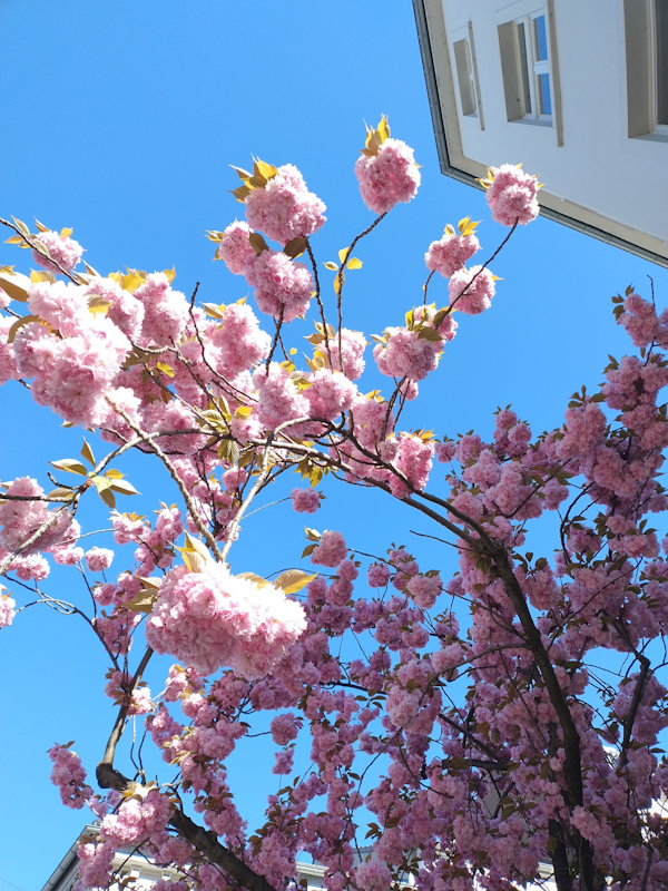 Kirschblüte Bonn Breite Straße 08.04.2026 Blühstatus im Detail