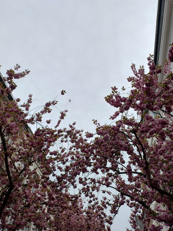 Kirschblüte Bonn Breite Straße 12.04.2026 Blühstatus