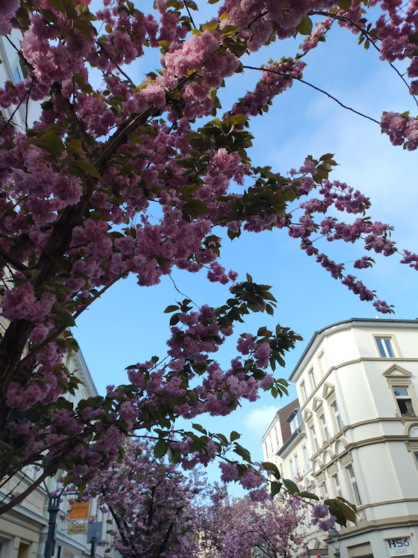 Kirschblüte Bonn Breite Straße 14.04.2026 Blühstatus im Detail