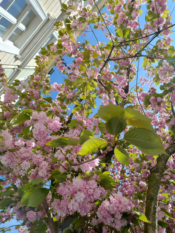 Kirschblüte Bonn Breite Straße 15.04.2026 Blühstatus im Detail