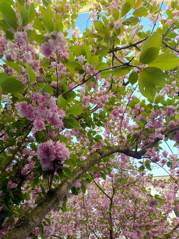 Kirschblüte Bonn Breite Straße 17.04.2026 Blühstatus im Detail