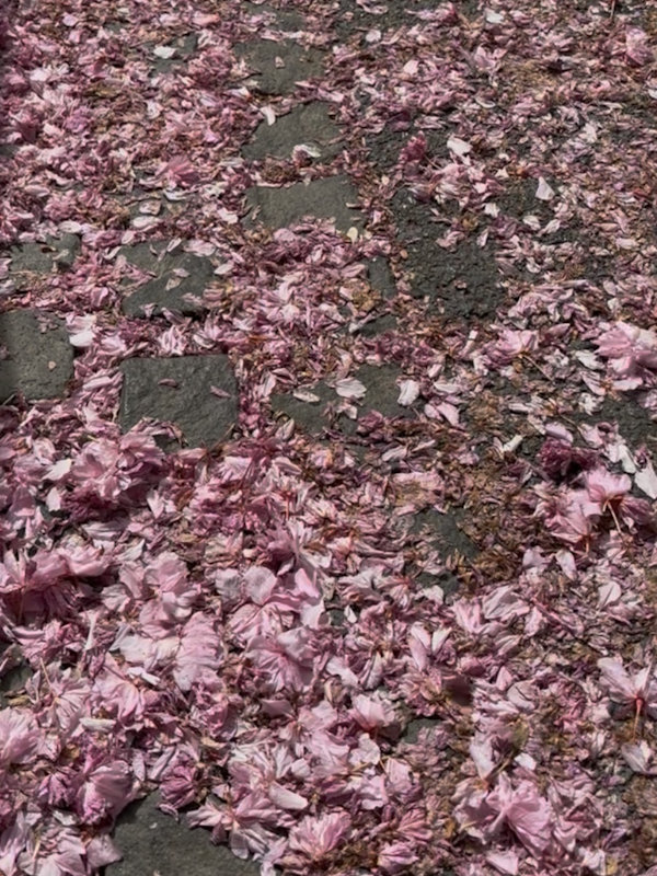 Kirschblüte Bonn Breite Straße 18.04.2026 Blühstatus im Detail