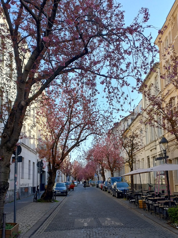Kirschblüte Bonn Heerstraße 02.04.2026 Blühstatus