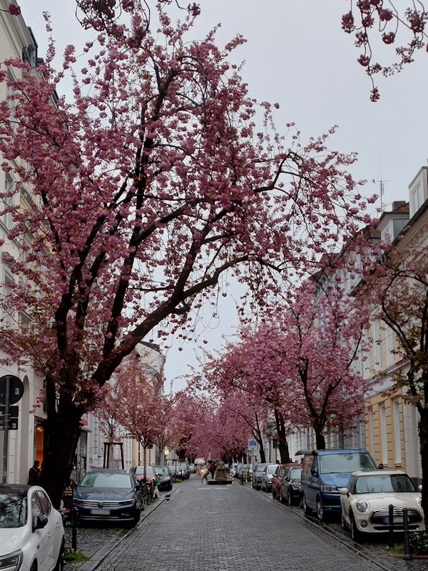 Kirschblüte Bonn Heerstraße 04.04.2026 Blühstatus