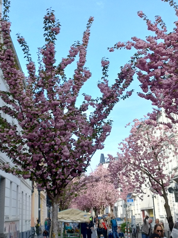 Kirschblüte Bonn Heerstraße 09.04.2026 Blühstatus