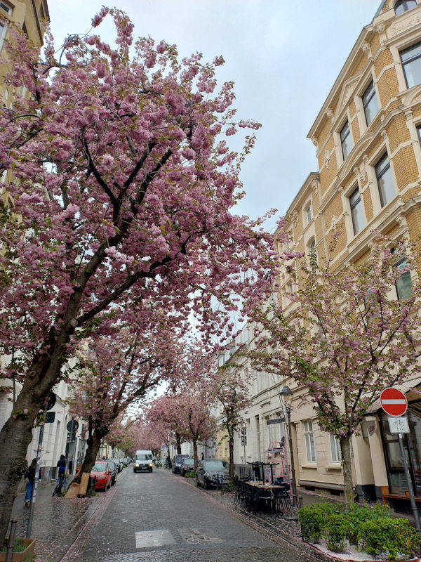 Kirschblüte Bonn Heerstraße 13.04.2026 Blühstatus