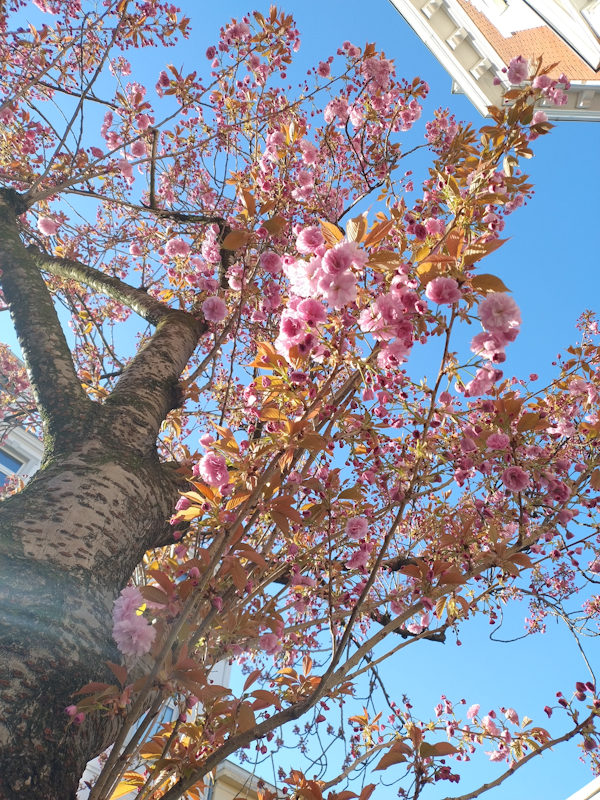 Kirschblüte Bonn Heerstraße 02.04.2026 Blühstatus im Detail
