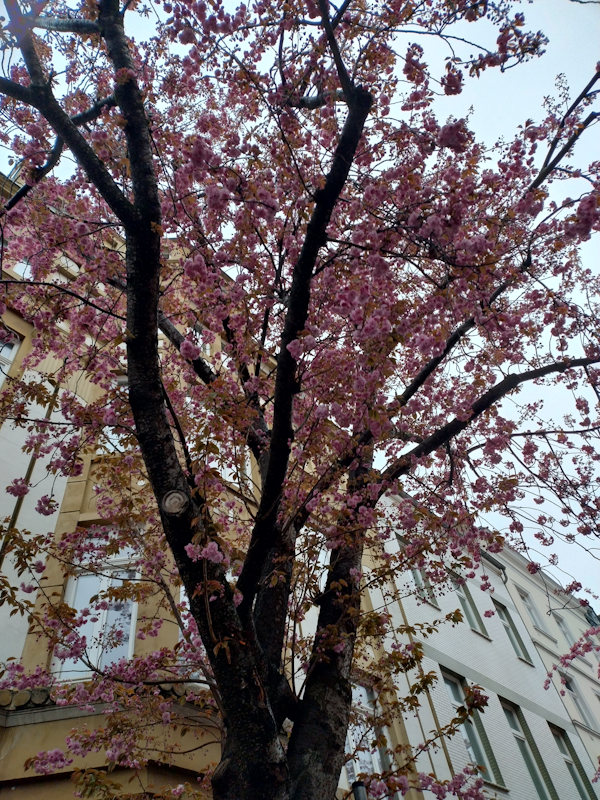 Kirschblüte Bonn Heerstraße 04.04.2026 Blühstatus im Detail