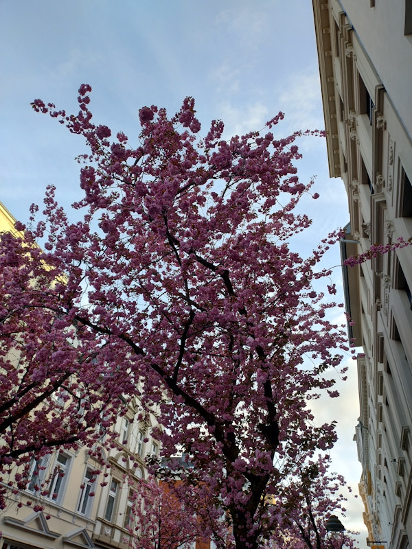 Kirschblüte Bonn Heerstraße 06.04.2026 Blühstatus im Detail