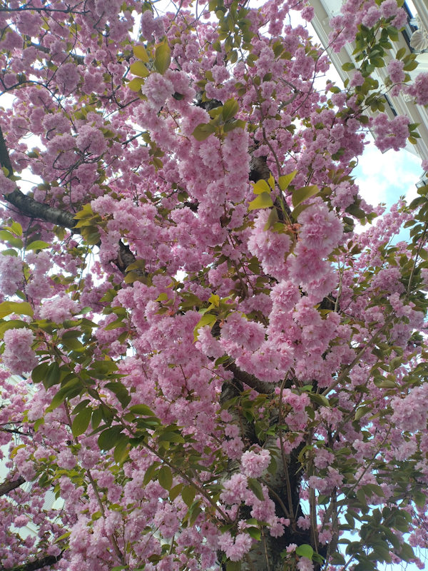Kirschblüte Bonn Heerstraße 09.04.2026 Blühstatus im Detail