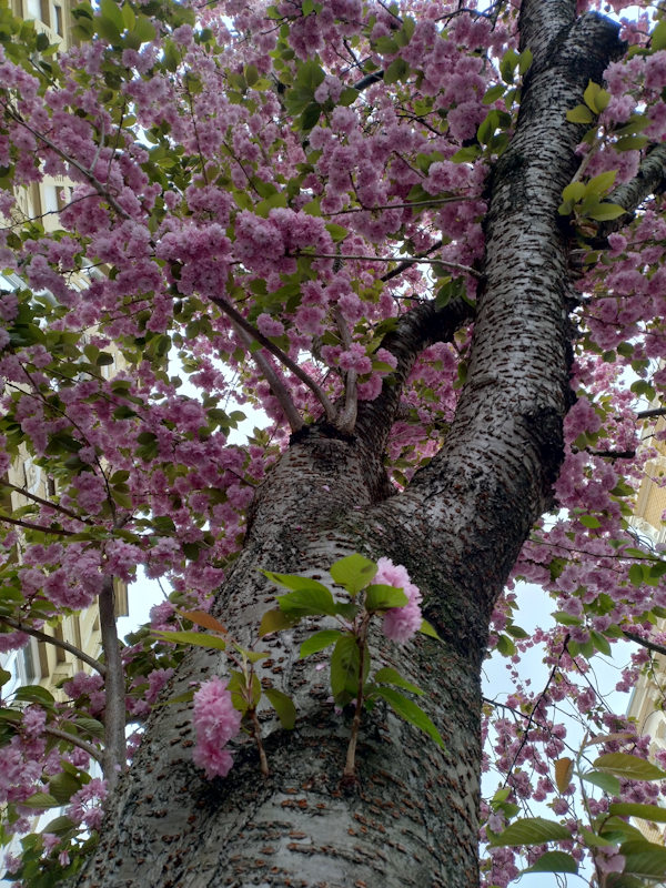 Kirschblüte Bonn Heerstraße 13.04.2026 Blühstatus im Detail