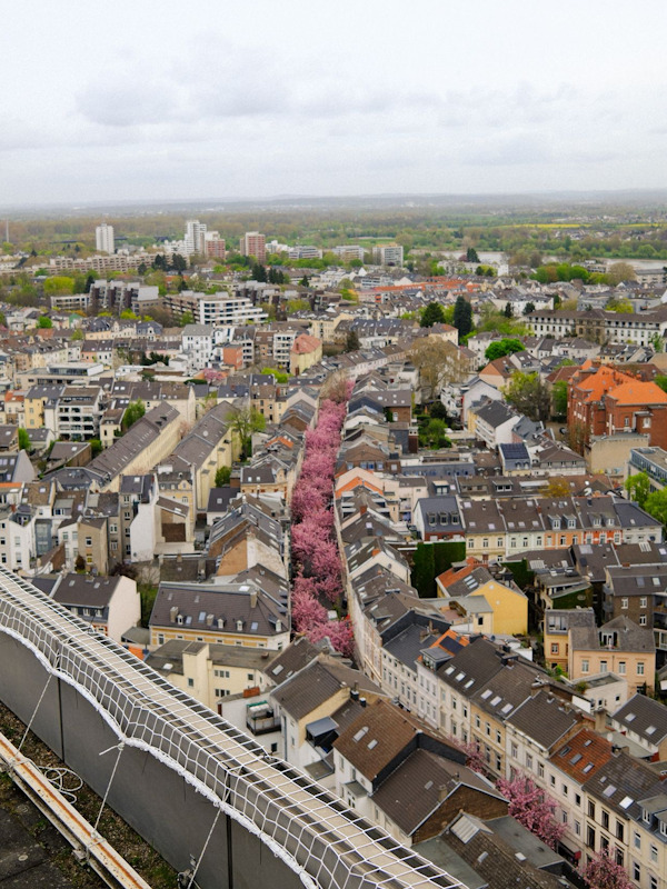 Kirschblüte Bonn Luftbild vom 10.04.2026