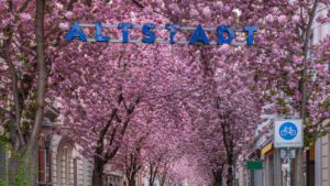 Kirschblüte Bonn mit Altstadt Schild zum Kirschblüten Ticker 2027